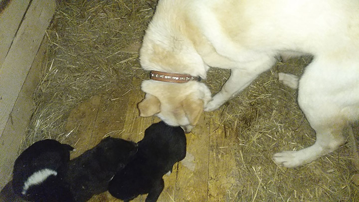 Kerechene with new pups
