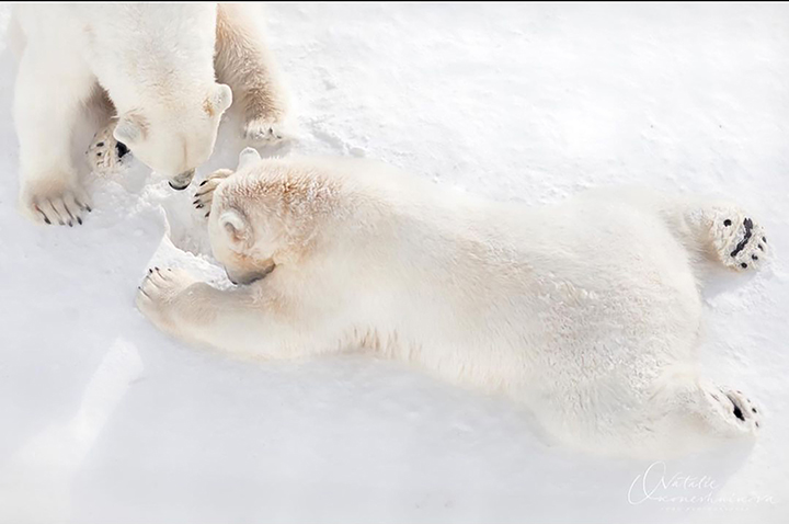What's so funny on 1 April? Rescued polar bear seen 'laughing' with her cub in heartwarming pictures