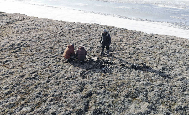 Arctic island mammoth shows strongest evidence yet of human slaughter and butcheringArctic island mammoth shows strongest evidence yet of human slaughter and butchering