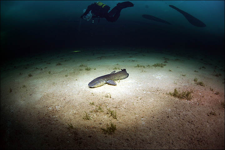 Meet the creature found by divers in Russia's Loch Ness, famed for legends of monsters