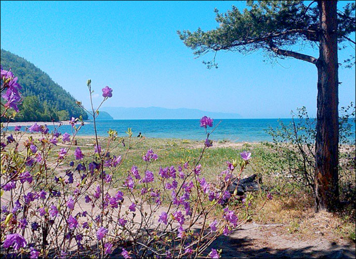 Concern over world's oldest and deepest lake as nasty odour and green algae discourages sunbathers in Buryatia.