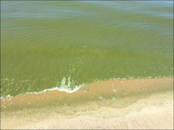 Concern over world's oldest and deepest lake as nasty odour and green algae discourages sunbathers in Buryatia.