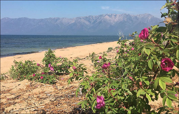 Concern over world's oldest and deepest lake as nasty odour and green algae discourages sunbathers in Buryatia.