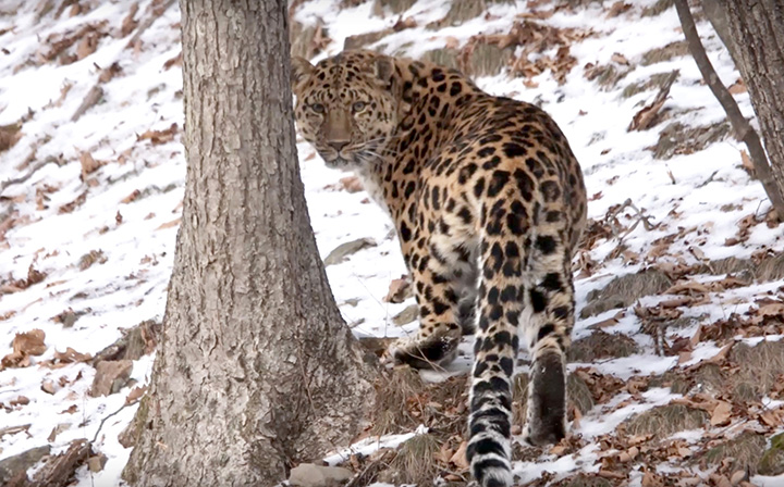 The world’s rarest big cat is filmed in stunning video in Far East of Russia
