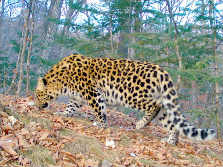 One of only 80 of world's most endangered big cats is hit and injured by car