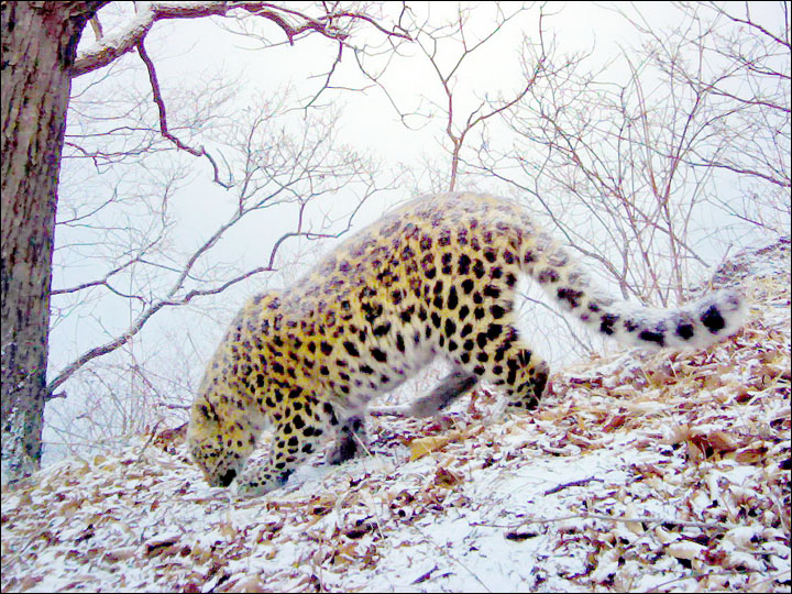 One of only 80 of world's most endangered big cats is hit and injured by car