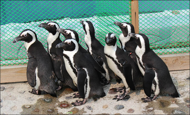 African penguins in Royev Ruchey