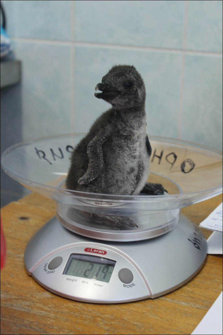 Penguin on scales