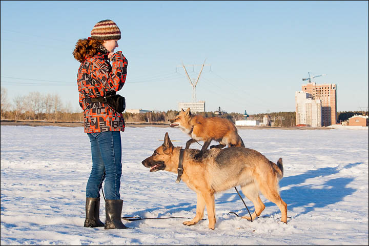 Irina Mukhamedshina, 24, a professional dog handler, is perhaps the world's leading expert in training foxes as pets.