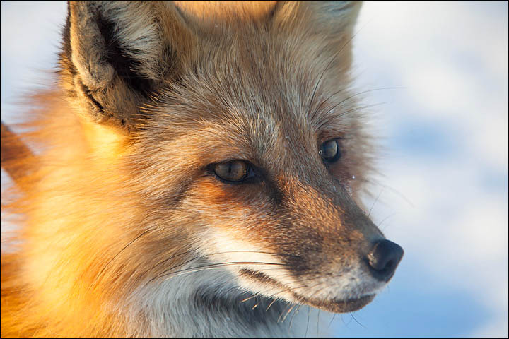 Irina Mukhamedshina, 24, a professional dog handler, is perhaps the world's leading expert in training foxes as pets.