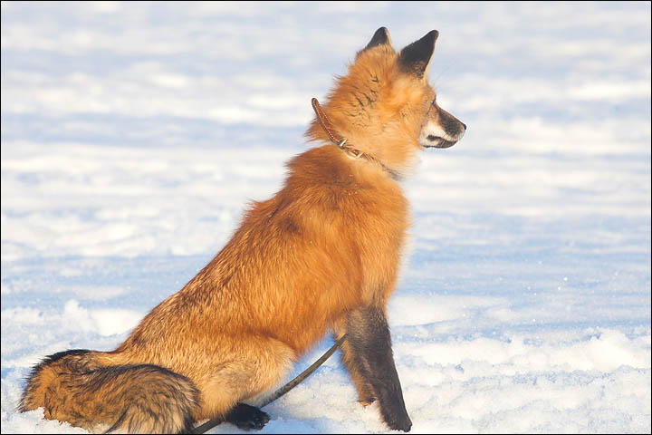 Irina Mukhamedshina, 24, a professional dog handler, is perhaps the world's leading expert in training foxes as pets.