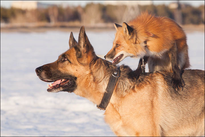 dog and a fox