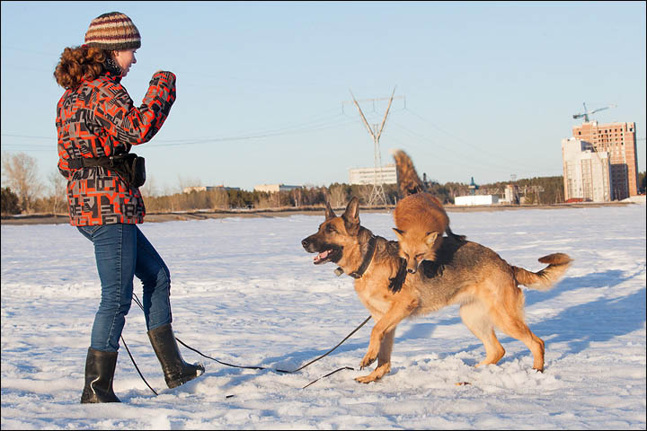 Irina Mukhamedshina, 24, a professional dog handler, is perhaps the world's leading expert in training foxes as pets.