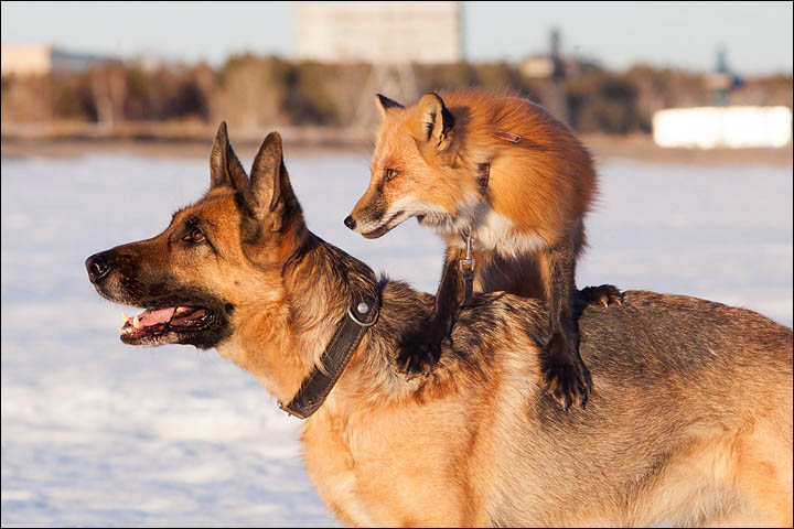Irina Mukhamedshina, 24, a professional dog handler, is perhaps the world's leading expert in training foxes as pets.