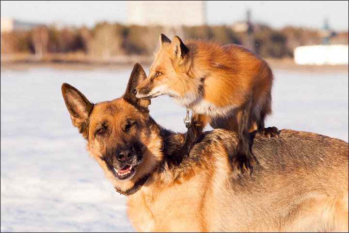 Irina Mukhamedshina, 24, a professional dog handler, is perhaps the world's leading expert in training foxes as pets.