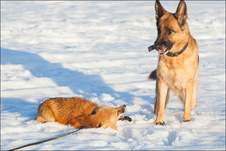 Irina Mukhamedshina, 24, a professional dog handler, is perhaps the world's leading expert in training foxes as pets.