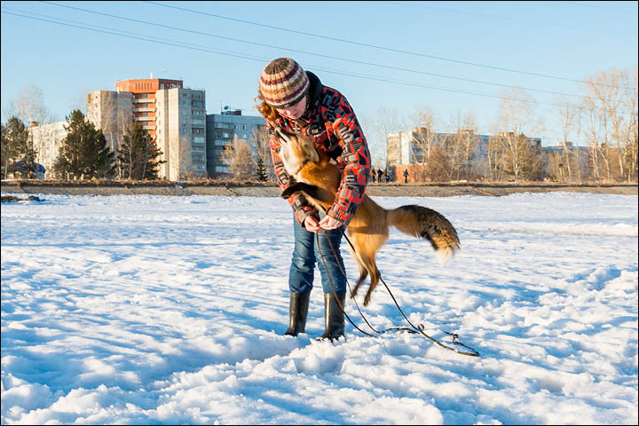 Irina Mukhamedshina, 24, a professional dog handler, is perhaps the world's leading expert in training foxes as pets.