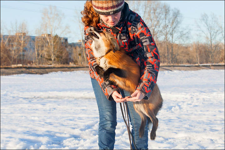 Irina Mukhamedshina, 24, a professional dog handler, is perhaps the world's leading expert in training foxes as pets.