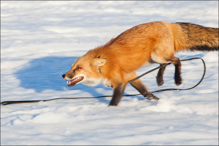 Irina Mukhamedshina, 24, a professional dog handler, is perhaps the world's leading expert in training foxes as pets.