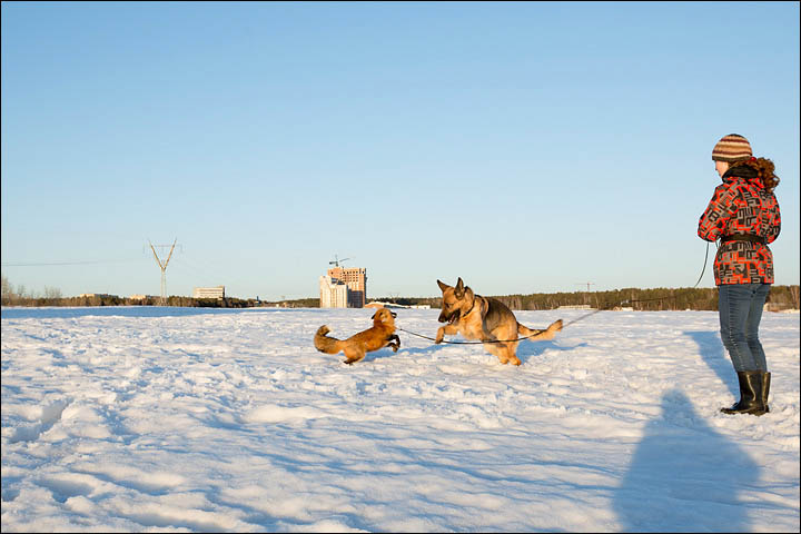 Irina Mukhamedshina, 24, a professional dog handler, is perhaps the world's leading expert in training foxes as pets.