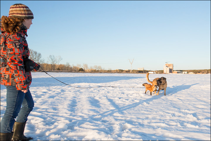 Irina Mukhamedshina, 24, a professional dog handler, is perhaps the world's leading expert in training foxes as pets.