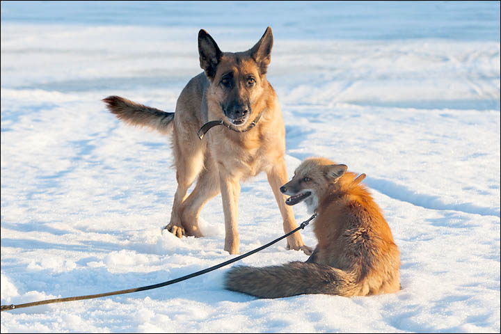 Irina Mukhamedshina, 24, a professional dog handler, is perhaps the world's leading expert in training foxes as pets.