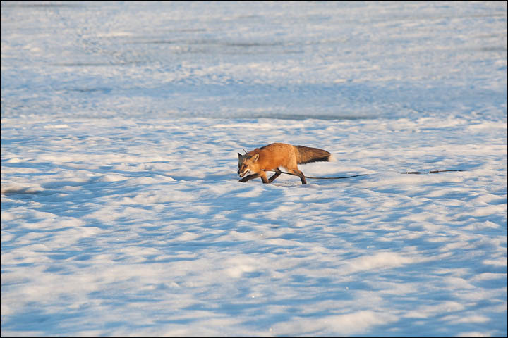 Irina Mukhamedshina, 24, a professional dog handler, is perhaps the world's leading expert in training foxes as pets.