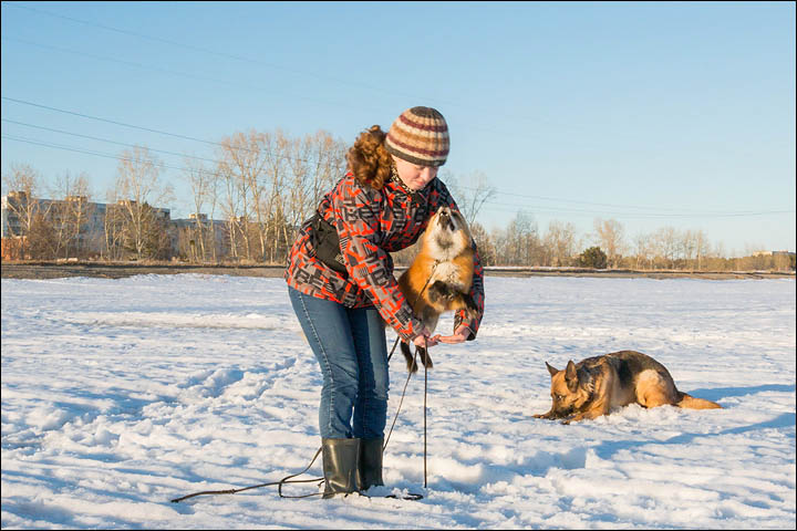 Irina Mukhamedshina, 24, a professional dog handler, is perhaps the world's leading expert in training foxes as pets.