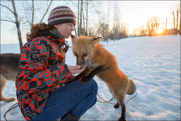 Irina Mukhamedshina, 24, a professional dog handler, is perhaps the world's leading expert in training foxes as pets.