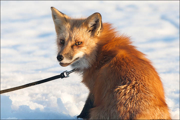 Irina Mukhamedshina, 24, a professional dog handler, is perhaps the world's leading expert in training foxes as pets.