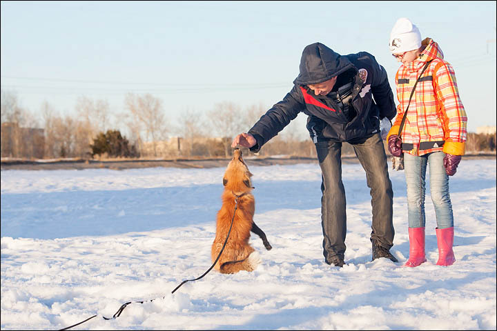 Irina Mukhamedshina, 24, a professional dog handler, is perhaps the world's leading expert in training foxes as pets.