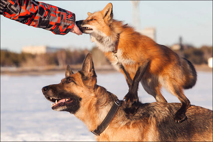 Irina Mukhamedshina, 24, a professional dog handler, is perhaps the world's leading expert in training foxes as pets.