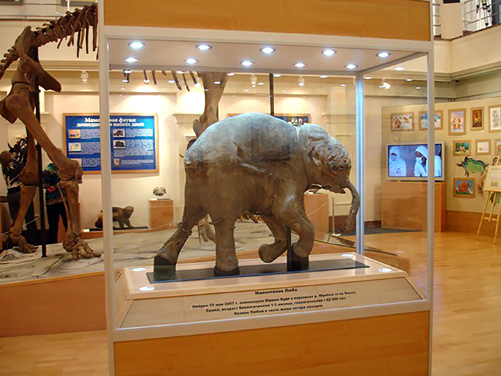 This is the only mammoth on Earth  so well preserved - with just the tail and an ears missing.