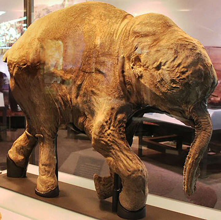 This is the only mammoth on Earth  so well preserved - with just the tail and an ears missing.