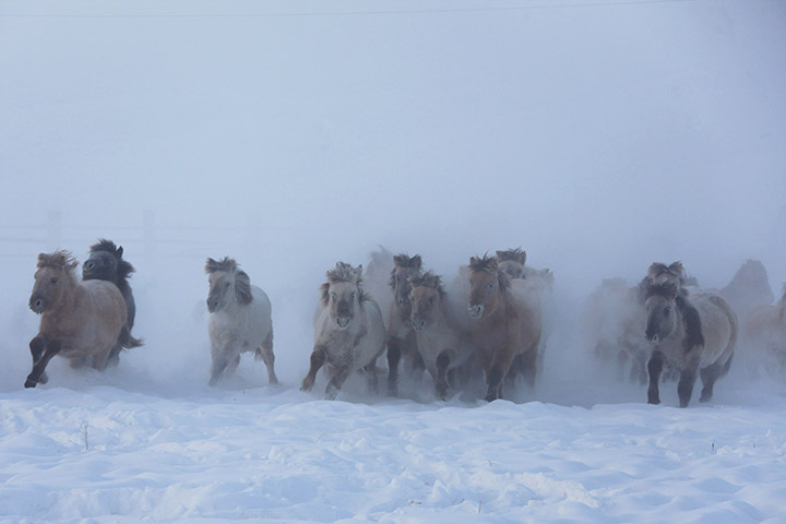 Magadan to London on horseback, an epic 14,000km journey crossing Eurasia 