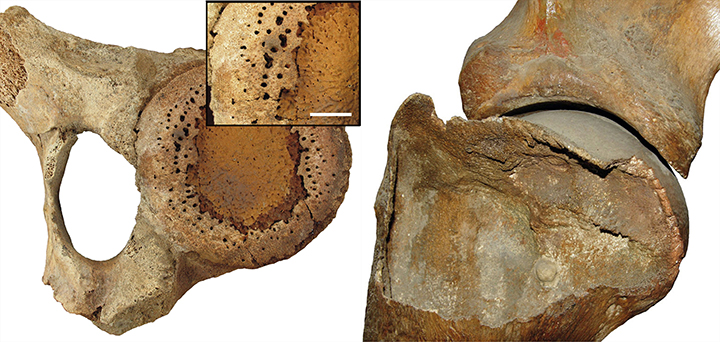 Palaeolithic ‘Matryoshka’ made from a mammoth bone and skull of Arctic fox is found in Siberia