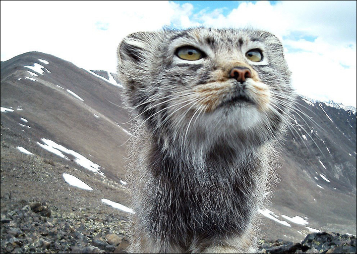 World's fluffiest, shyest, most expressive (and worryingly endangered) cat appears in wild photo-shoot.
