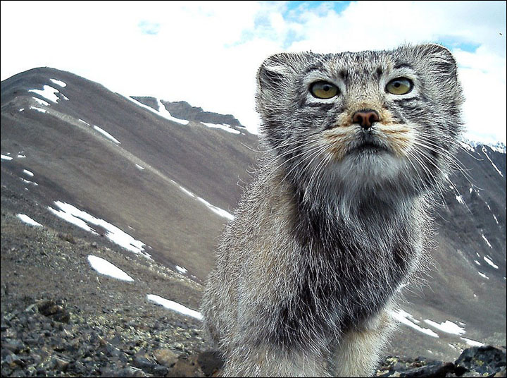 World's fluffiest, shyest, most expressive (and worryingly endangered) cat appears in wild photo-shoot.