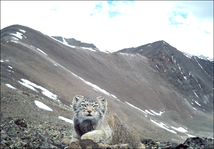 World's fluffiest, shyest, most expressive (and worryingly endangered) cat appears in wild photo-shoot.