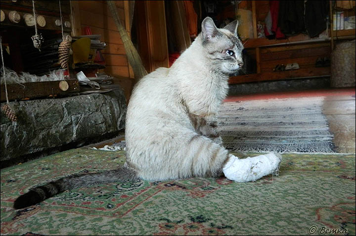 Svetlana Shupenko moved to the Altai Mountains to get away from it all - and photograph her beloved cats.