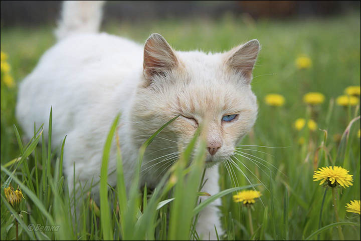 Altai Cats