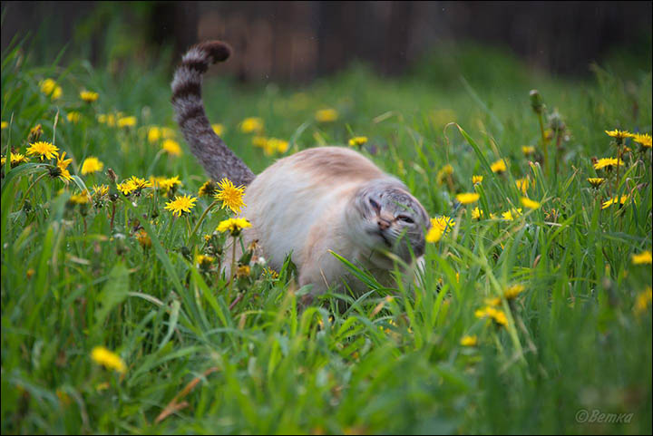 Altai Cats