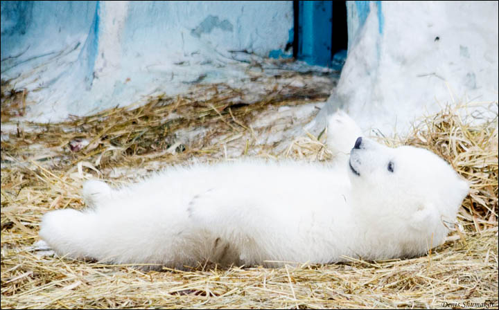 New polar bear cub