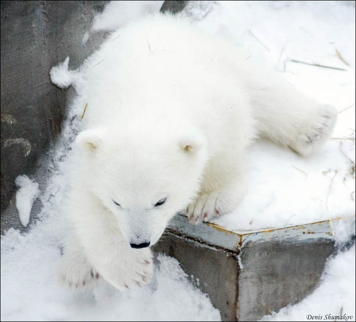 New polar bear cub