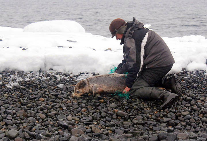 Fishing nets junked by North Korean poachers in Russian waters kill marine life