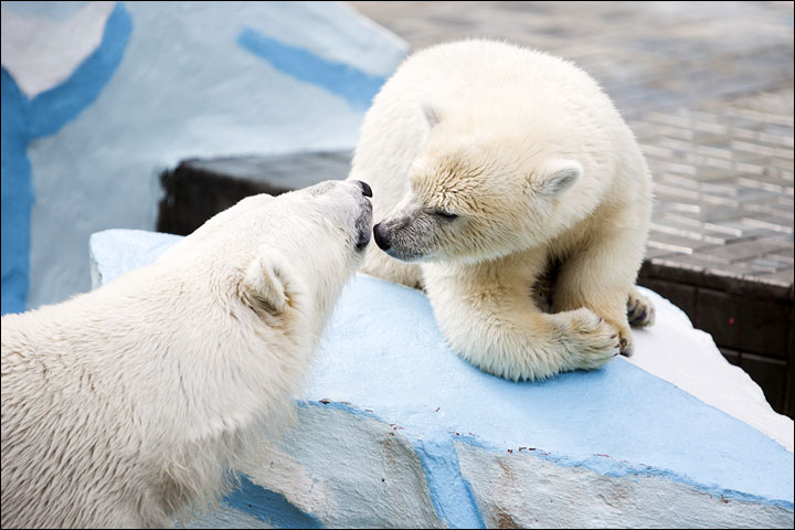 Novosibirsk zoo