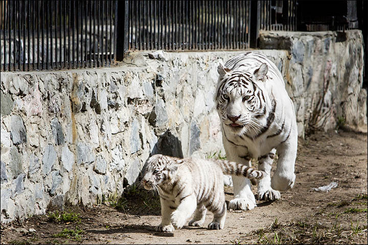 Novosibirsk zoo