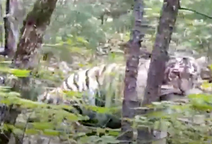 Amur tigress who came out to people to seek help might be a pet who escaped owners or was thrown out 