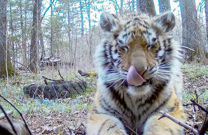 Amur tigress who came out to people to seek help might be a pet who escaped owners or was thrown out 