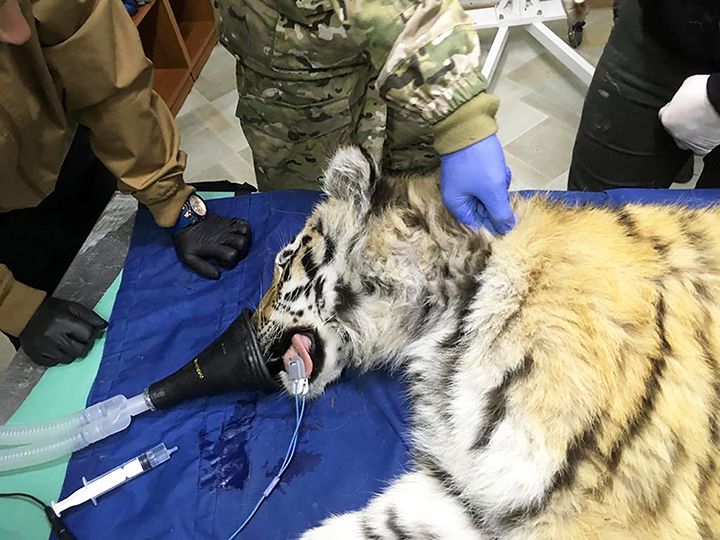 Amur tigress who came out to people to seek help might be a pet who escaped owners or was thrown out 